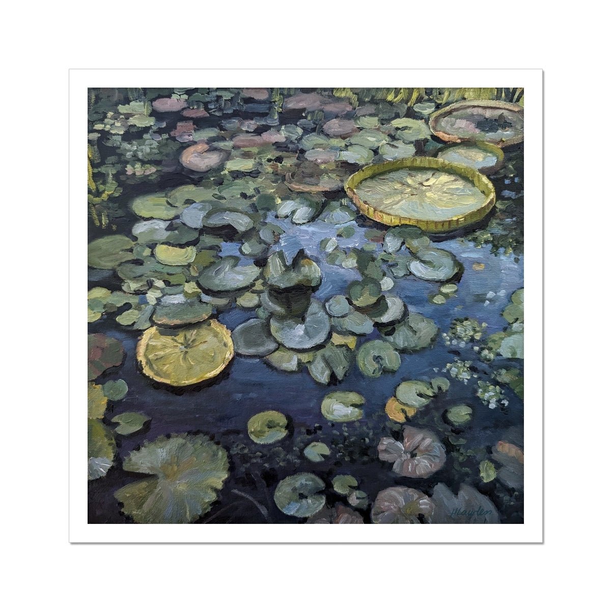 Lily Pads On Blue Waters | Print Prints Harriet Lawless Artist argentina flowers 20"x20" / 51x51cm Unframed