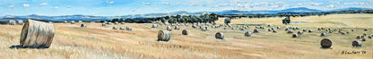 Golden Fields; Australian Countryside | Original Painting Original Paintings Harriet Lawless Artist australia